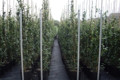 Rhyncospermum jasminoides 